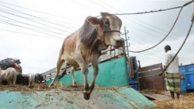 কোরবানি না করে অর্থ গরিবদের মধ্যে বিতরণের সুযোগ নেই