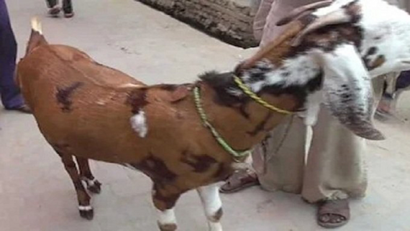 এক ছাগলের দাম কোটি টাকা!