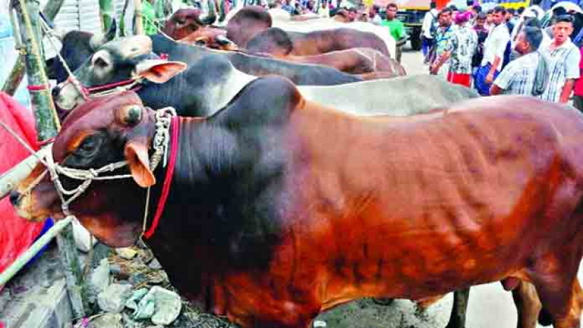 কোরবানির হাটে গরু