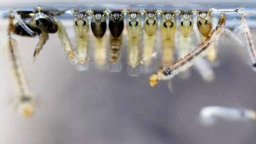 চট্টগ্রামের ১৫ স্পটে এডিসের লার্ভা