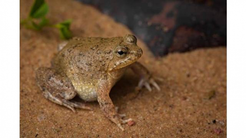 নতুন প্রজাতির ব্যাঙ আবিষ্কার