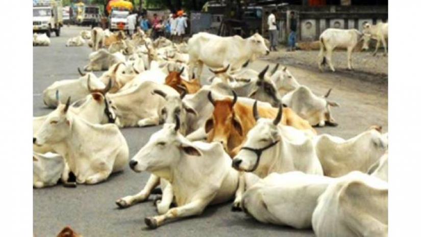 গরুর ভাল হলে তবেই দেশের ভাল হবে: ভারতের আদালত