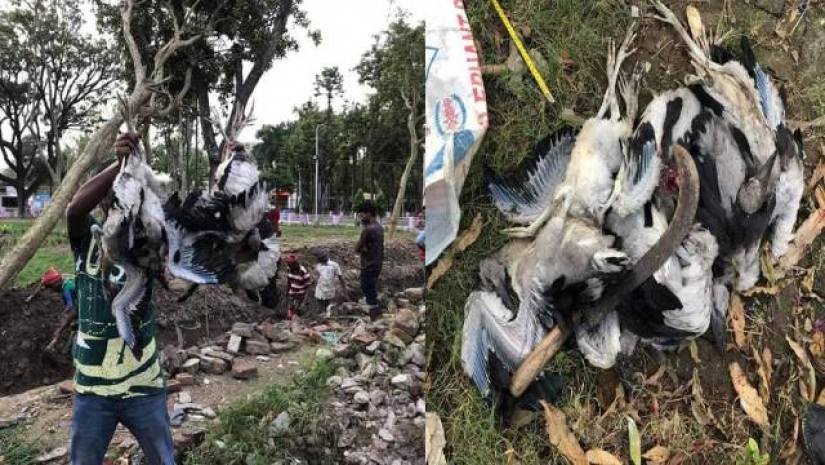 পাখি হত্যার প্রতিবাদে রাজশাহীতে আন্দোলনের ডাক