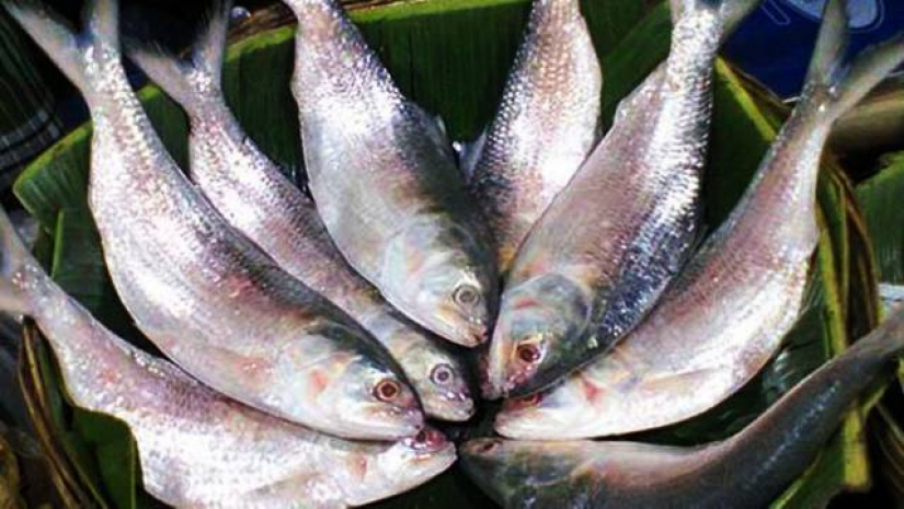পূজায় ভারত যাচ্ছে ২০ লাখ কেজির বেশি ইলিশ