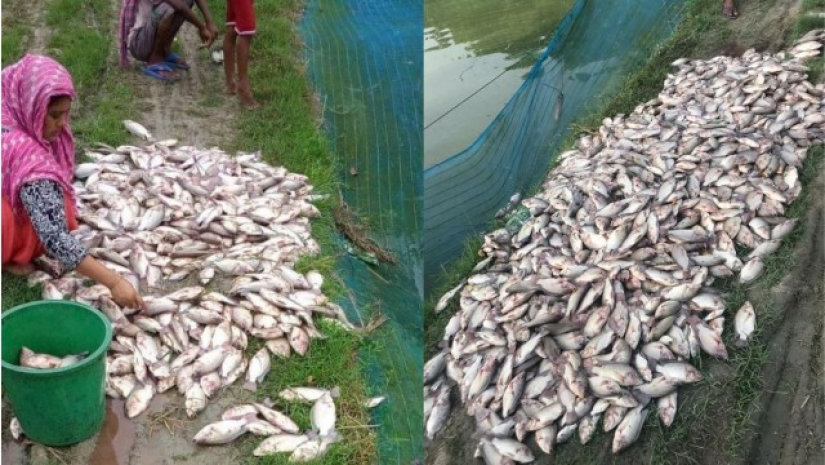 কার্তিক দাসের পুকুরের মরে যাওয়া মাছ