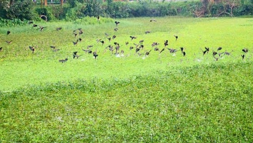 অথিতি পাখির কলতানে মুখরিত ইবি