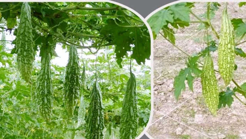 উদ্ভাবিত দুই জাতের করলা