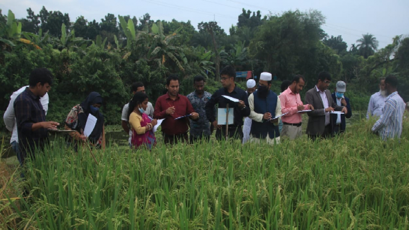 ‘ক্রপ ক্যাফেটেরিয়া’ কার্যক্রম পর্যবেক্ষণ করছেন গবেষক ও কৃষকরা 