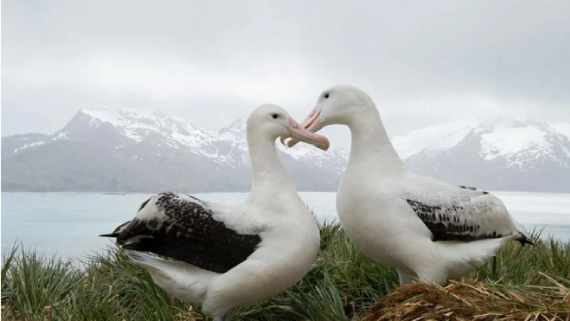 অ্যালবাট্রস প্রজাতির পাখি