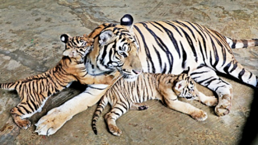 মারা যাওয়ার আগে শাবকগুলো