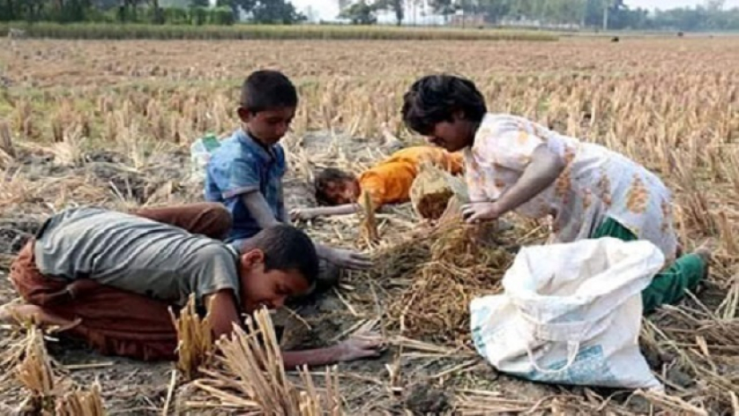 ইঁদুরের গর্ত খুঁড়ে ধানের শিষ সংগ্রহ