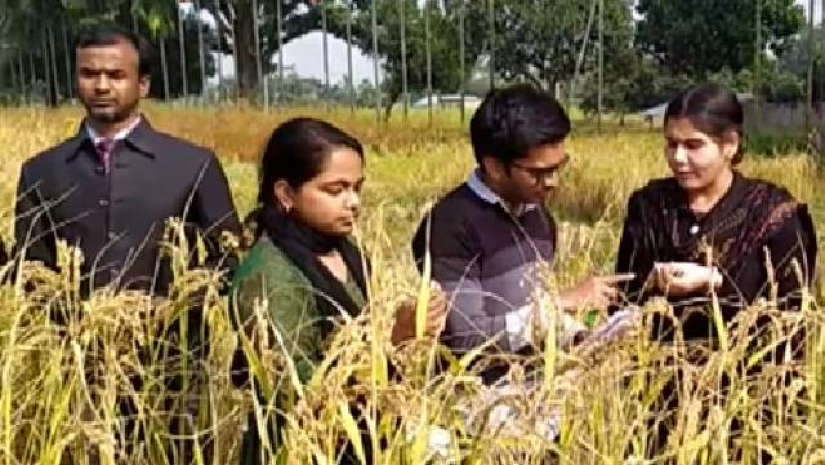 ধানের নতুন জাত উদ্ভাবন করেছে হাবিপ্রবি গবেষকরা