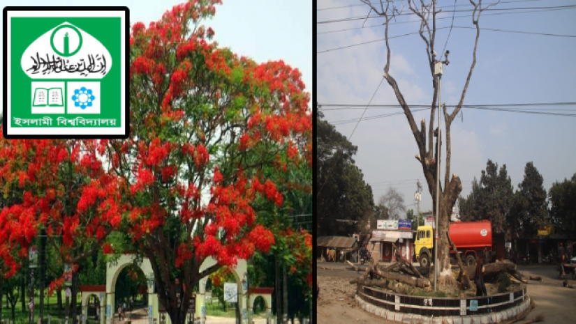 ইবির প্রধান ফটকের সামনে কৃষ্ণচূড়া গাছটির পুরনো ছবি।