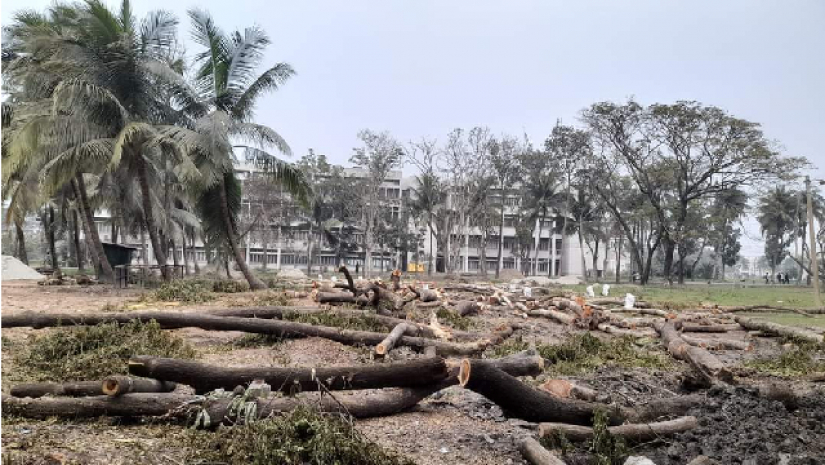 কেটে ফেলা গাছগুলো
