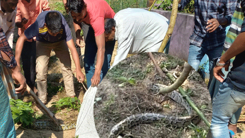 কবরস্থানের পাশ থেকে আট ফুট লম্বা একটি অজগর সাপ উদ্ধার 