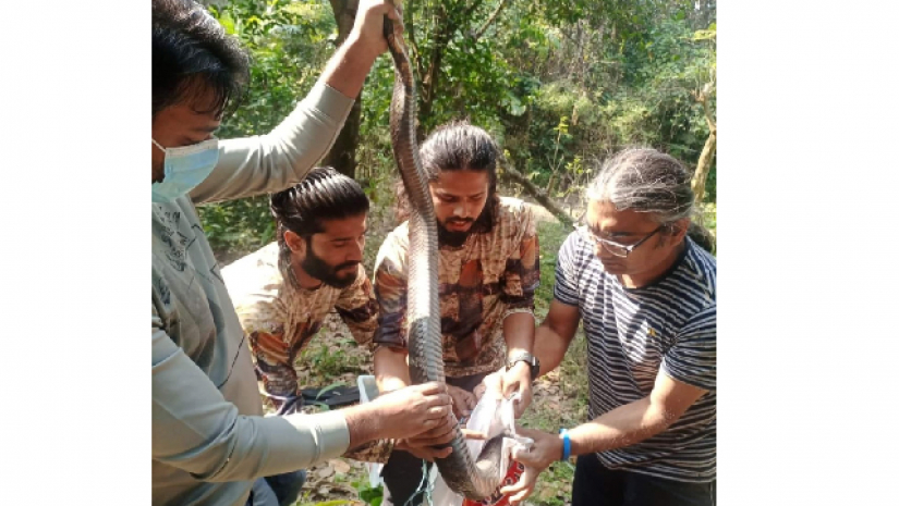 চবিতে রাজ গোখরা উদ্ধার