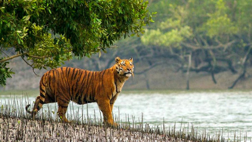 সুন্দর বনের বাঘ