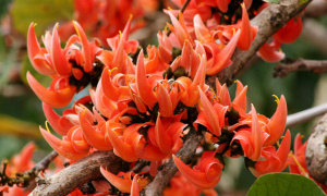 আগুনরঙের ফাগুন এলো সবুজের প্রান্তরে 