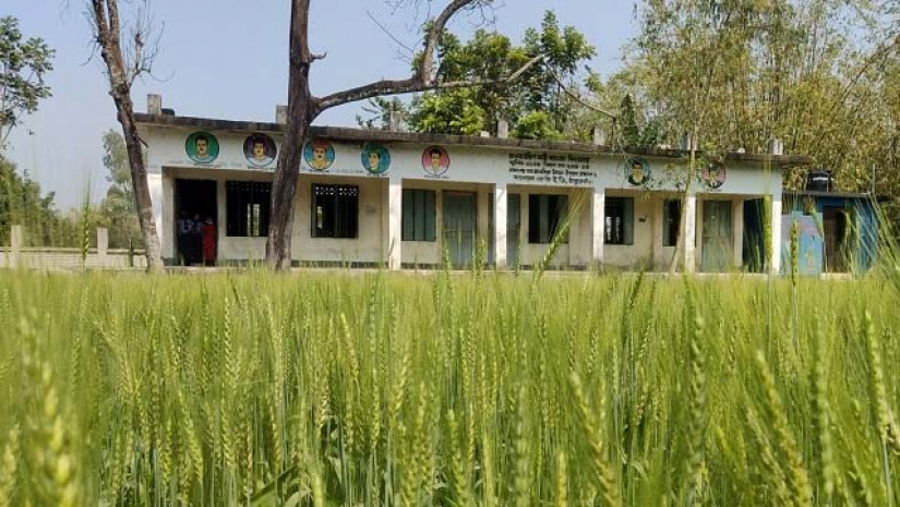 হরিণমারী সরকারি প্রাথমিক বিদ্যালয়ে মাঠে গমের আবাদ