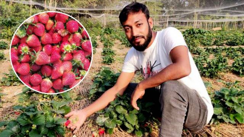 স্ট্রবেরি ক্ষেতে ইমরান