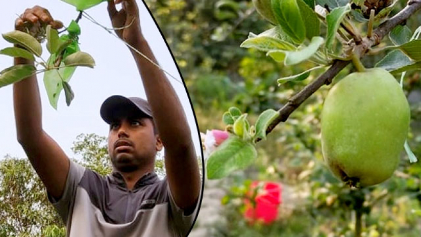 আপেল বাগন পরিচর্যা করছে প্রণব 