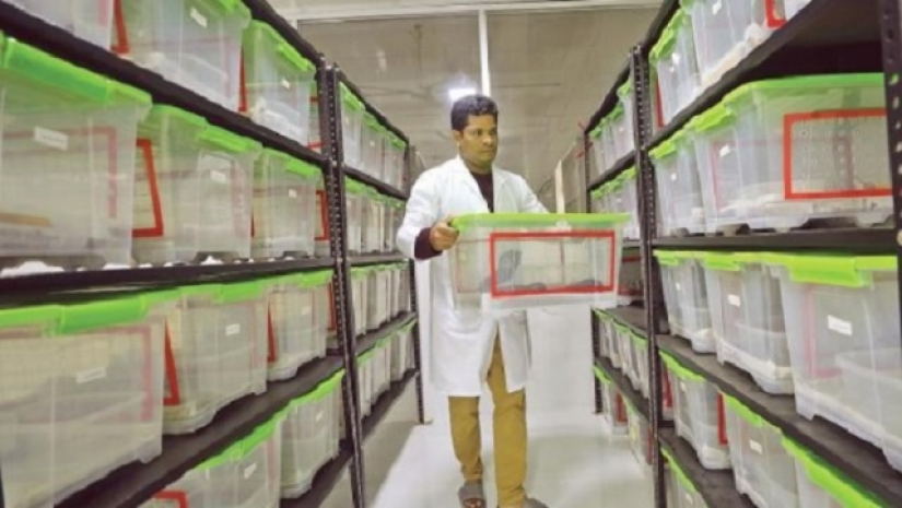 সাপের পরিচর্যা করছেন একজন