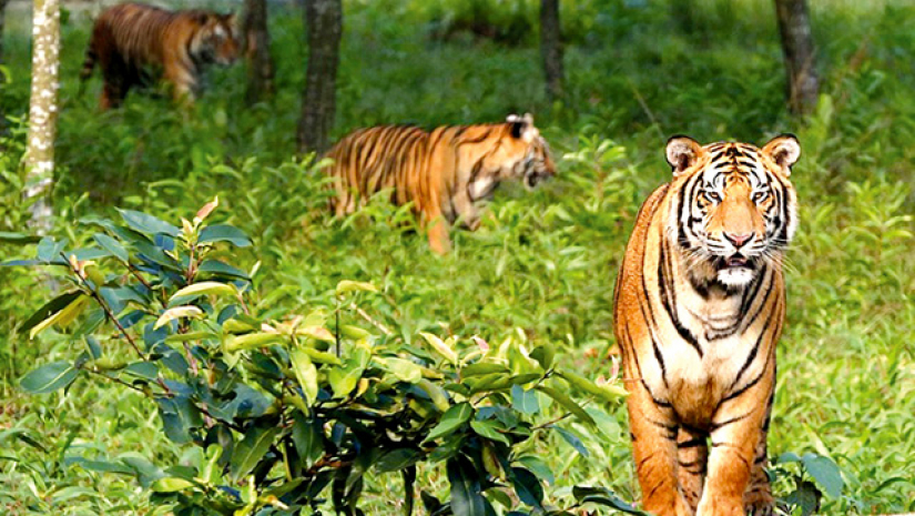 সুন্দর বনের বাঘ
