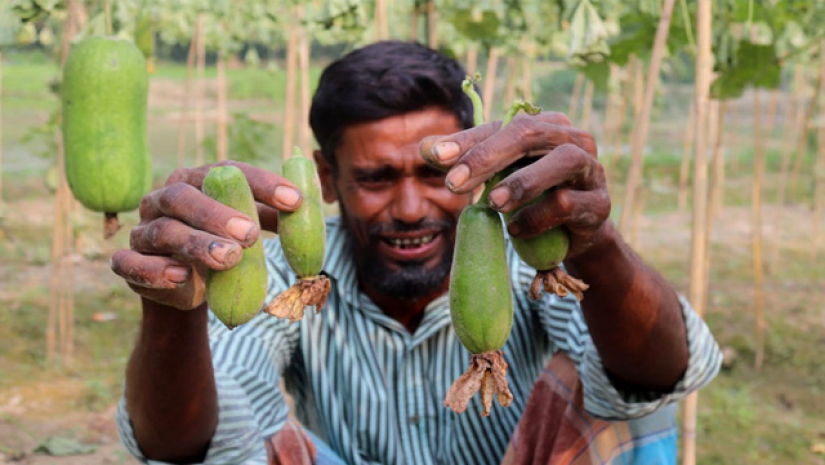 কুমড়া ক্ষেতে কান্না করছেন কৃষক 