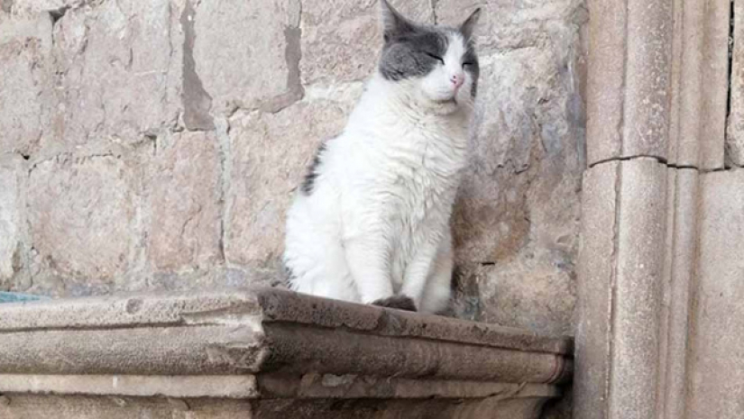 ১৭ বছর প্রাসাদে থাকা বিড়ালকে ফিরিয়ে নিতে ১২ হাজার মানুষের আবেদন