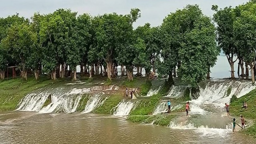 বাঁধ ভেঙে হাওরে পানি, ৩০০ হেক্টর ধান তলিয়ে যাওয়ার শঙ্কা