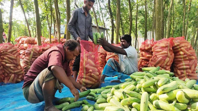 শসাচাষি