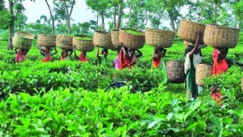 ঈদের ছুটিতে ঘুরে আসুন চায়ের দেশ সিলেট