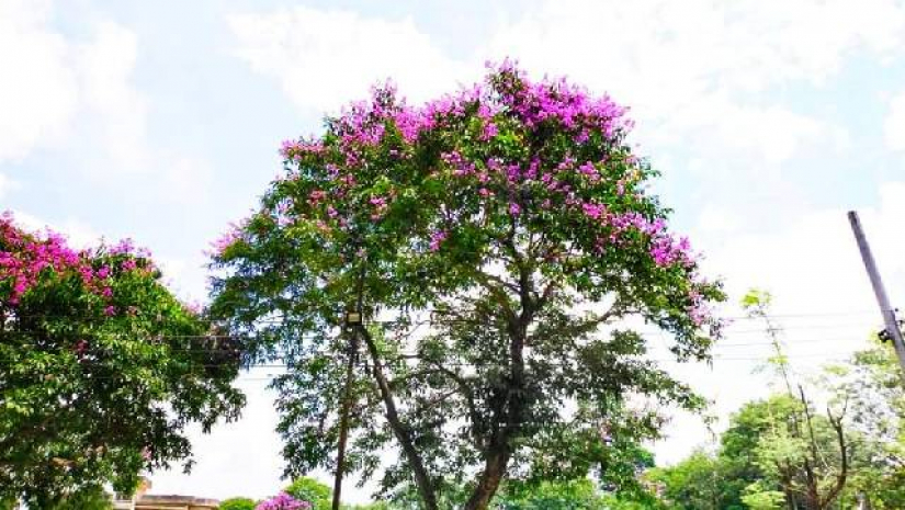 হাবিপ্রবি ক্যাম্পাসে জারুল ফুল