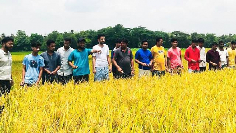 জয়ের নির্দেশে ১০০ বিঘা জমির ধান কেটে দিল ছাত্রলীগ
