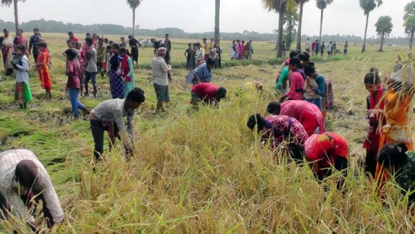 তিন দিনের কর্মসূচিতে কৃষকের জমির ধান কেটে দেয় স্কুলের ছাত্রছাত্রীরা