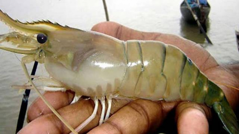 বাগদা চিংড়ি