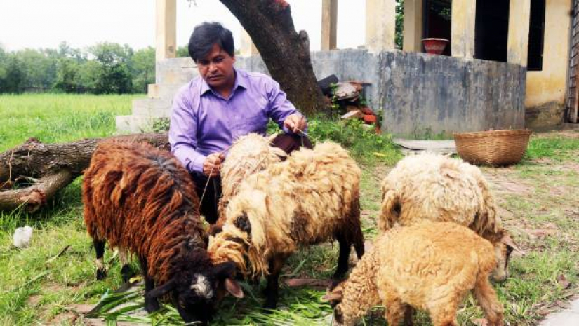 ভেড়ার মাংসে মিলবে অধিক এন্টিঅক্সিডেন্ট, কমবে চর্বি