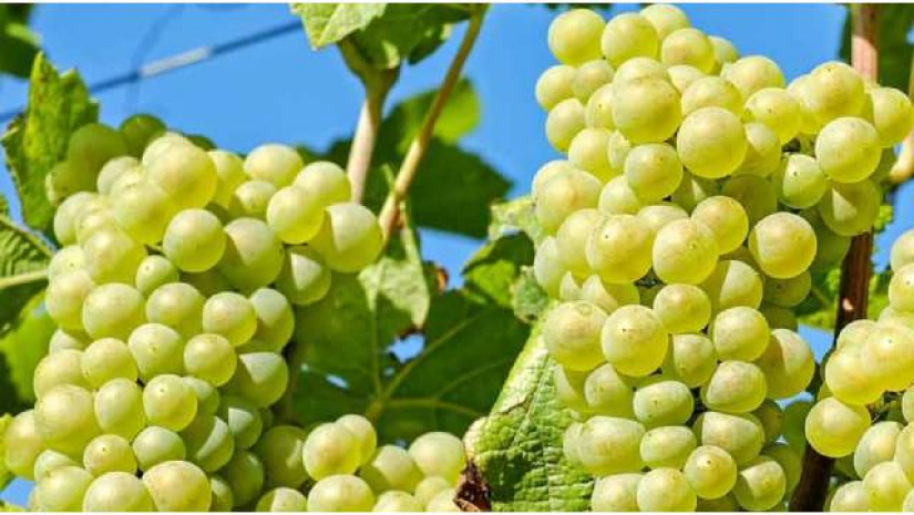 আঙুর ফলটি দ্রাক্ষালতা প্রজাতির ফল