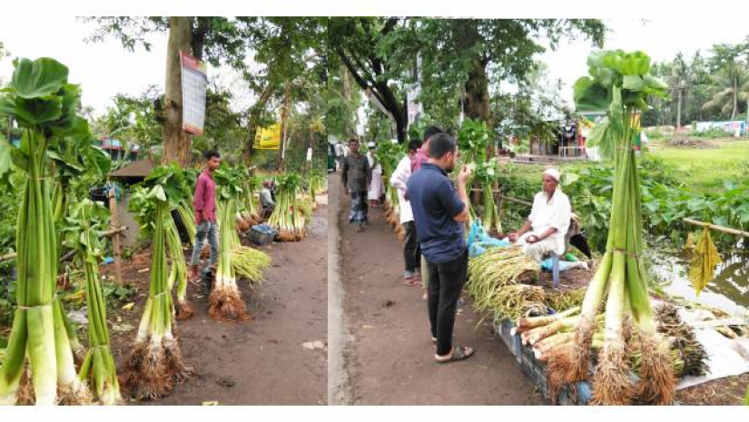 মুড়া কচুর হালি ৬০ টাকা, লতির আঁটি ৮০ টাকা