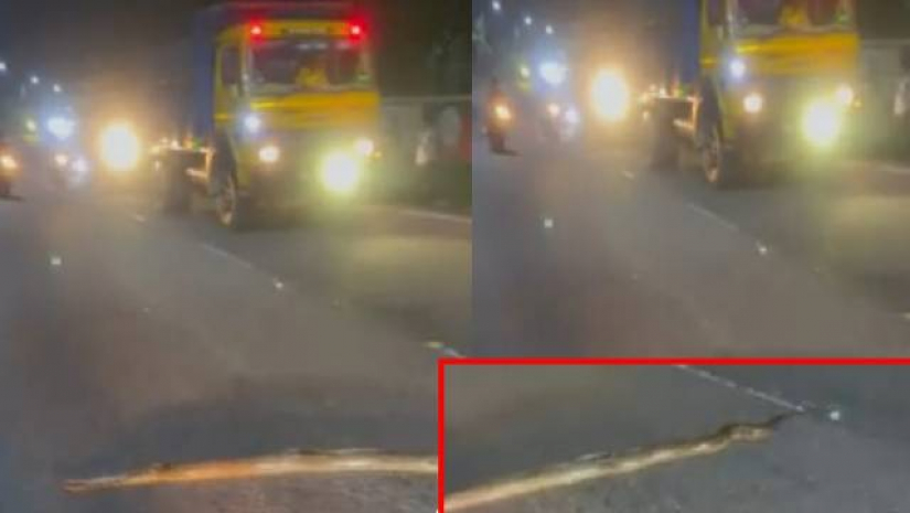রাস্তা পার হচ্ছিল অজগর, তাই গাড়ি থামিয়ে দিলেন চালকেরা (ভিডিও)
