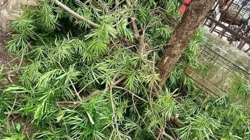 গাড়ি পার্কিংয়ের জায়গা করতে নিয়ম ভেঙে কাটা হলো ঢাবির গাছ 