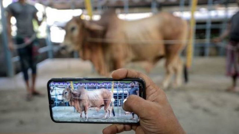 মোবাইলেই এডিট হবে কুরবানির গরুর সঙ্গে তোলা ছবি