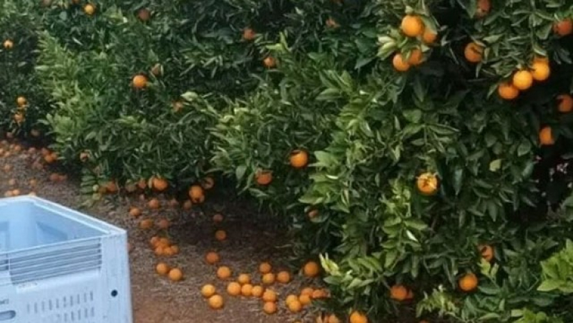 দিনে ৬ ঘণ্টা কাজ-মাসে বেতন ৫ লাখ, তবুও মিলছে না শ্রমিক