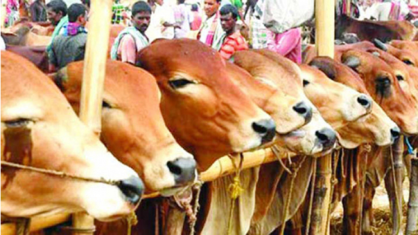 কোরবানির জন্য গরু