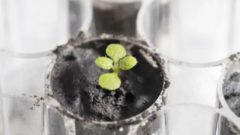 চাঁদ থেকে আনা মাটিতে জন্মাল গাছ