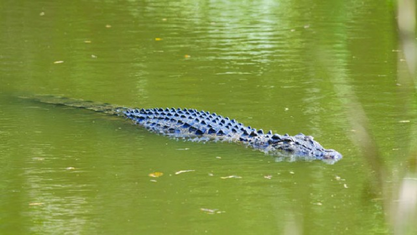সুন্দরবনে কুমির