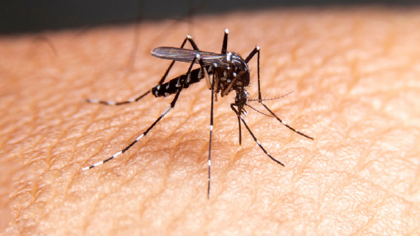 আজ বিশ্ব মশা দিবস 