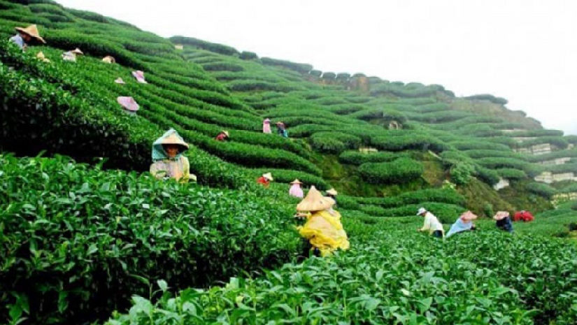 বাংলাদেশ চা বোর্ডে চাকরি