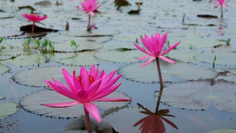 শাপলা ফুল