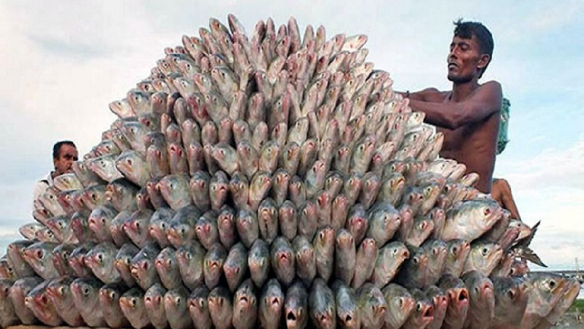 ইলিশ